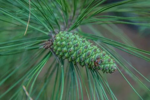 Unopened pine cone still on the tree branch Stock Photos