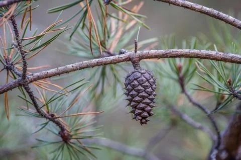 Unopened pinecone on a branch Stock Photos