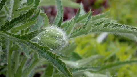An unopened poppy buto in raindrops sways in the wind. Stock Footage 130852182
