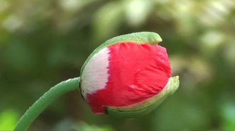 Unopened poppy in rain Stock Footage 1160084