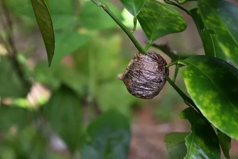 An unopened Praying Mantis egg case is attached to the stem surface Foto stock
