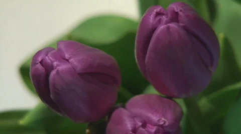 Unopened purple tulips Stock Footage 109286