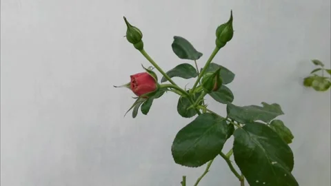 An unopened rosebud sways in the wind. Roses in the wind on a white background. Stock Footage 284534432