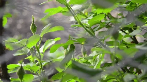 Unopened rosebuds in the garden. Video stock 155035677