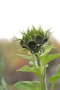 Unopened sunflower Stock Photos