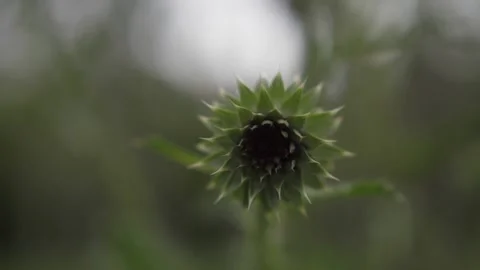 Unopened thistle flower. Blurred pink Blessed milk thistle flower, close up. Stock Footage 155827296