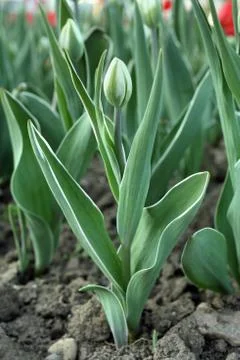 Unopened tulip on the background. Stock Photos