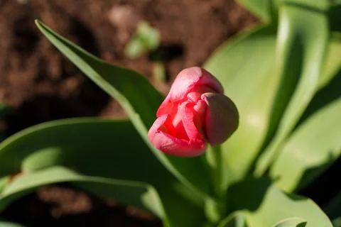 Unopened tulip buds Stock-Fotos