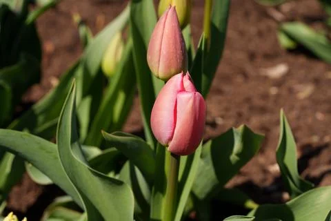 Unopened tulip buds 写真素材
