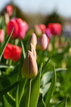 Unopened tulip buds 库存照片
