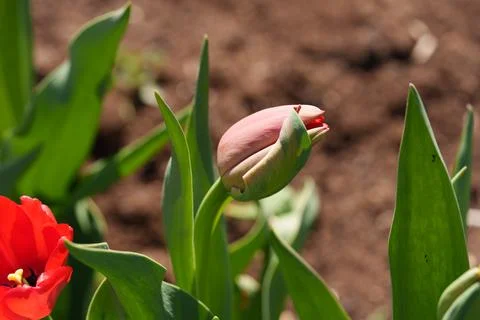 Unopened tulip buds Stockfoto's