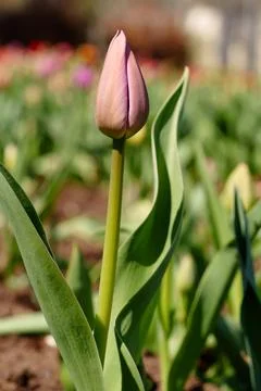 Unopened tulip buds Fotos de archivo