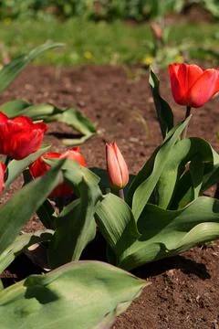 Unopened tulip buds Stock-Fotos