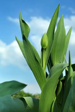 Unopened tulip. Stock Photos