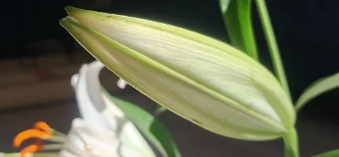 Unopened White Lily Flower Bud 動画素材 339719911