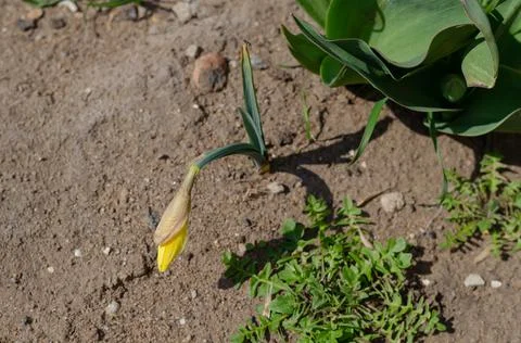Unopened yellow crocus bud in the spring sunshine. A single spring flower. Un Stock Photos