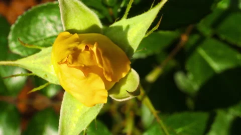 Unopened yellow rose bud Stock Footage 136761861