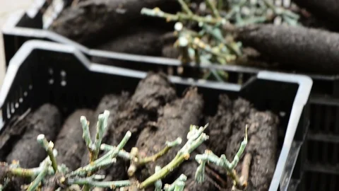 Unpacked roses roots Stock Footage 113679229