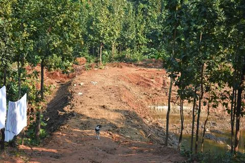 Unpaved mud path between a deep forest surrounded by green trees Stock Photos