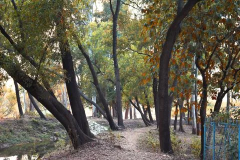A unpaved path between green forest during autumn season Stock Photos