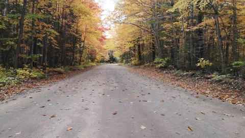 Unpaved road with falling colorful leaf Video stock 260015140