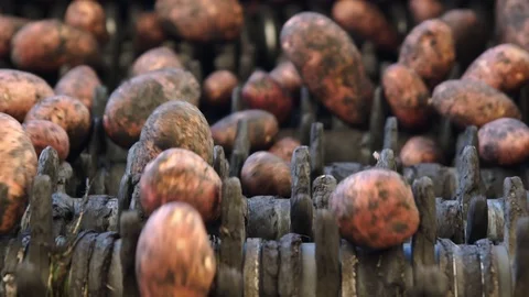 Unpeeled potatoes going on a conveyor Video stock 101774767