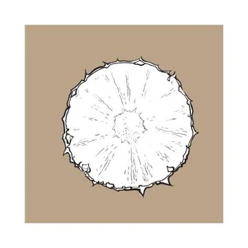 Unpeeled round pineapple slice, top view, sketch style vector illustration 스톡 일러스트