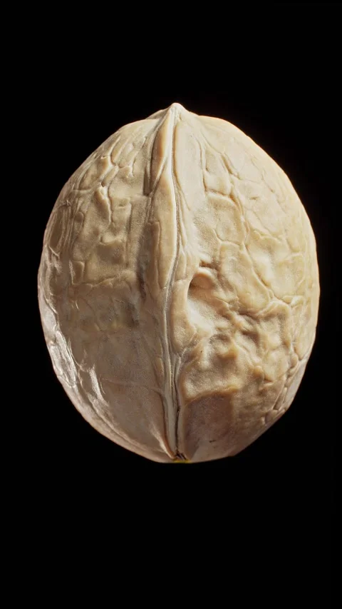 Unpeeled walnut rotates at black background. Vegetarian nutrition. Vertical Video stock 293133758