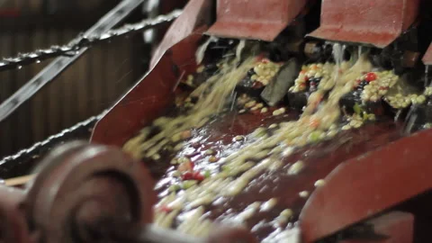 Unpeeling coffee beans Stock Footage 169701172