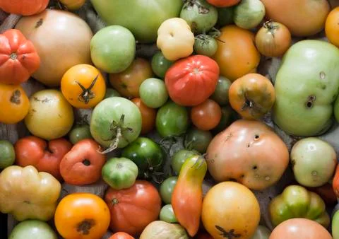 Unperfect tomatoes assortment Stock Photos