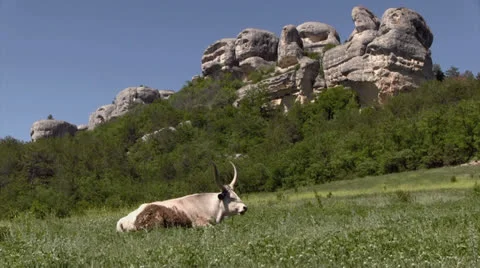 Unperturbed buffalo Stock Footage