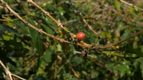 Unpicked coffee beans on a branch Stock Footage 84857611