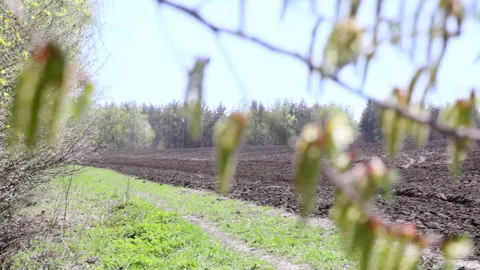 Unplanted field with open ground surrounded by forest Stock Footage 280160055