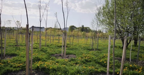 Unplanted Small Fruit Trees: The Untapped Potential of Summer Видео 241204895