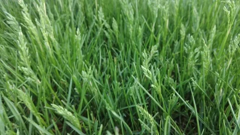 Unpredictable movements in grass close up 스톡 동영상 157243896