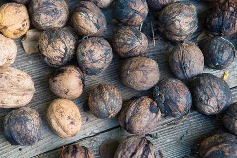 Unprocessed walnuts Stock Photos