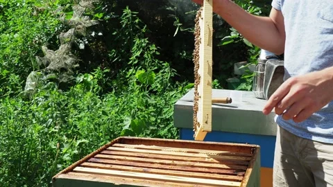 Unprotected caucasian beekeeper inspecting bee hives in organic acacia farm Stock Footage 219996063