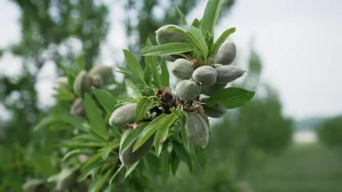 Unrape almond on a tree in Spanish forest. Prunus dulcis Stock Footage 330100046