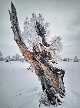 Unreal dead tree Stock Photos
