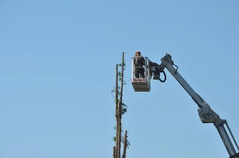Unrecognisable gardener pruning a tree Stock-Fotos