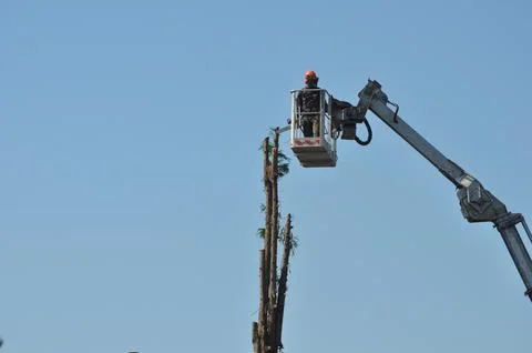 Unrecognisable gardener pruning a tree Stock Photos