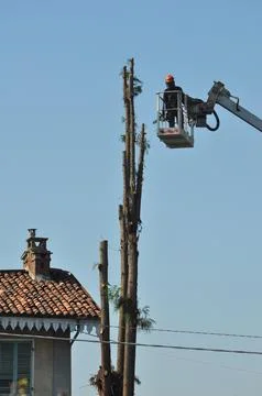 Unrecognisable gardener pruning a tree Stock Photos