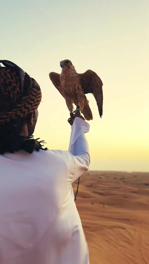 Unrecognizable arab man falconer holding hawk hunter pet against a desert sun Stock Footage 313345265
