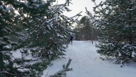 Unrecognizable athletic man skiing through peaceful snowy forest, surrounded by Stock-Footage 318850901