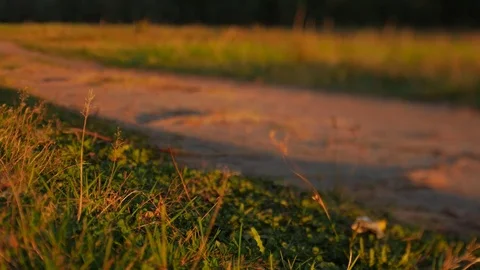 Unrecognizable bicyclist riding a bike in autumnal park at sunset, slow motion Stock Footage