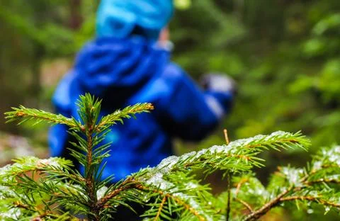 Unrecognizable boy in blue walking away from a spruce tree Stock Photos