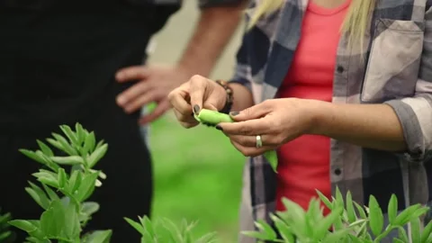 Unrecognizable couple checking green bean 스톡 동영상 171432041