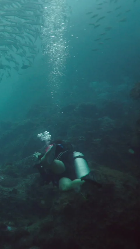 An unrecognizable diver observing barracudas Video stock 267726994