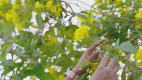 Unrecognizable female hand is trying to pluck flowers Stock Footage 229565351