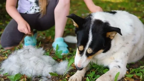 Unrecognizable girl brushing dog using comb outdoor Stock Footage 205072251